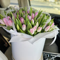 Pink Whisper Tulips